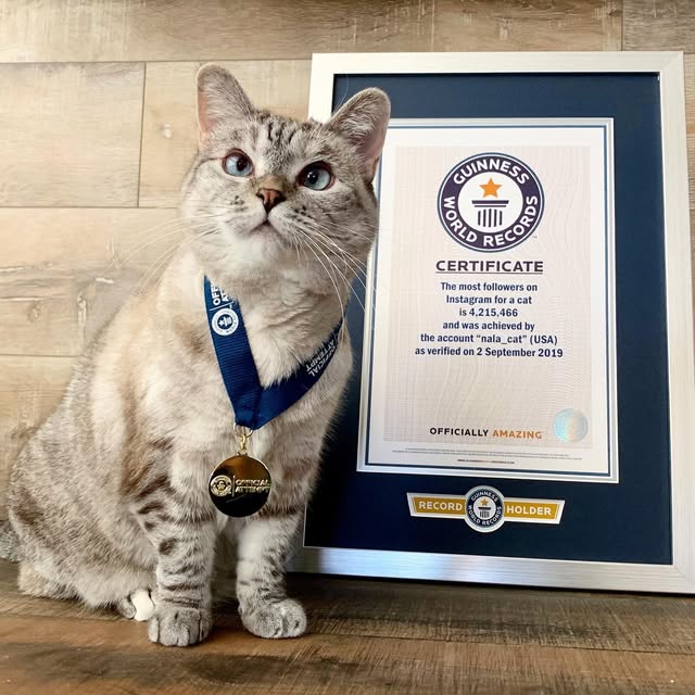 Nala Cat with Guinness World Record