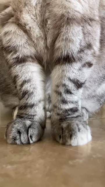 Nala paws